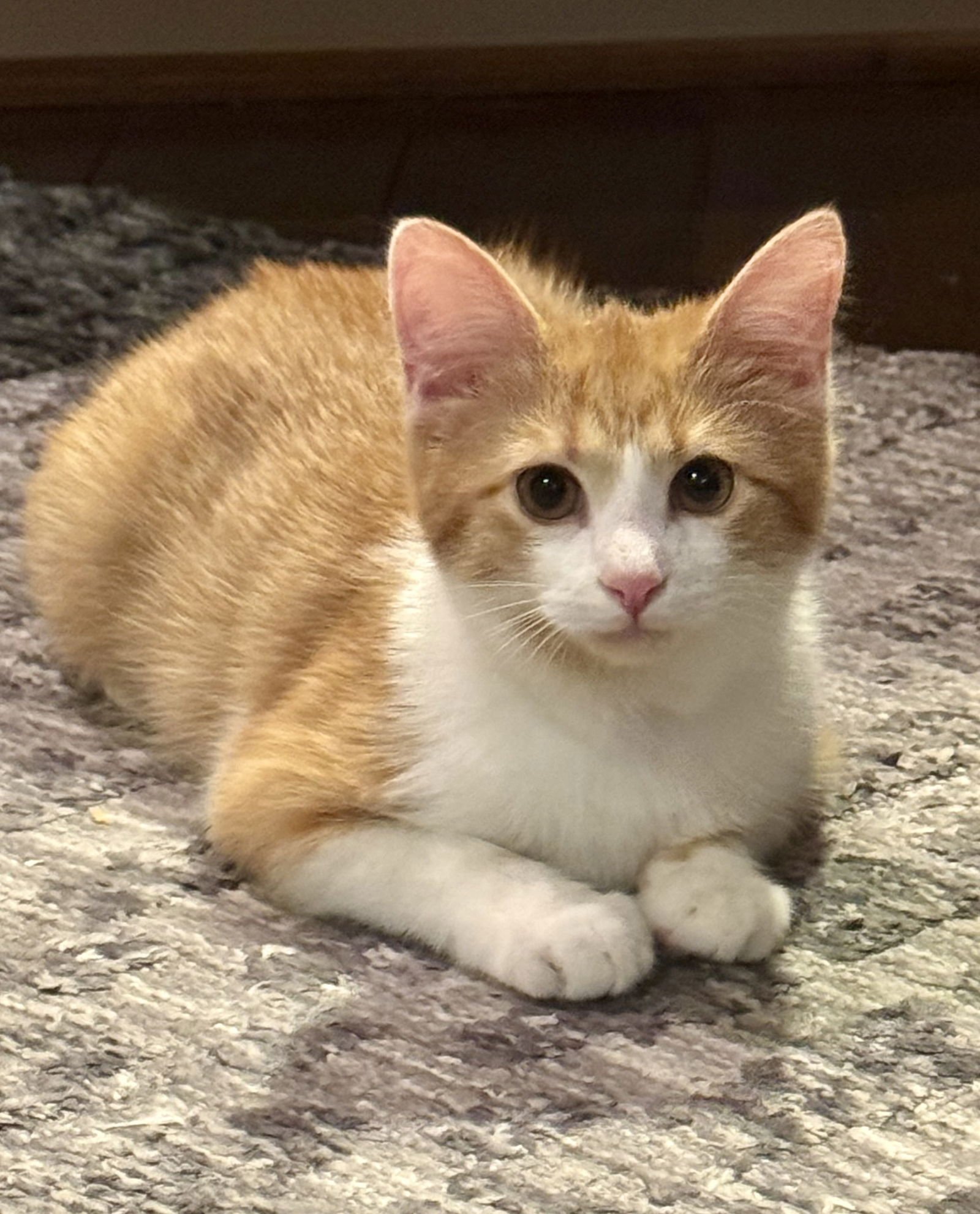 MADISON - Tabby / Domestic Short Hair available for adoption