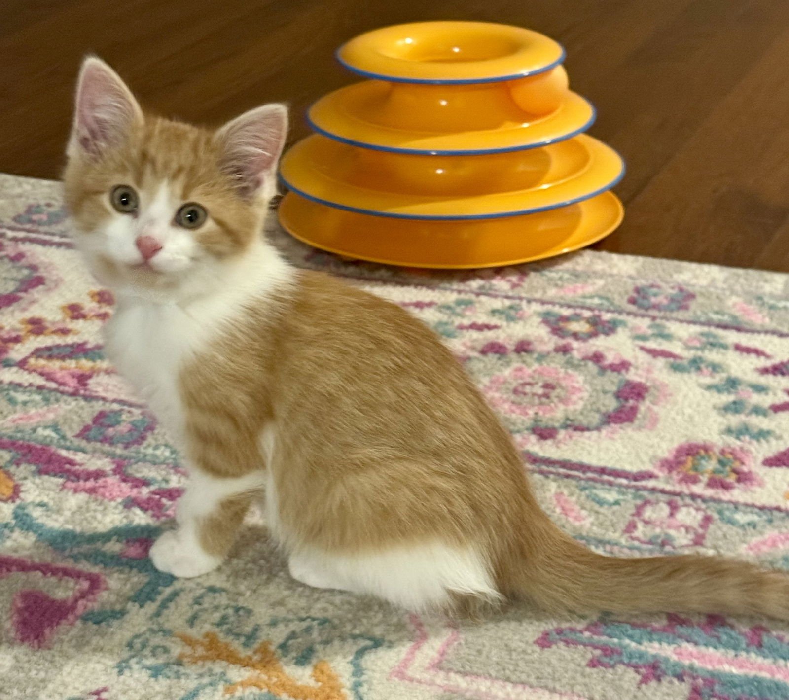 MADISON - Tabby / Domestic Short Hair available for adoption