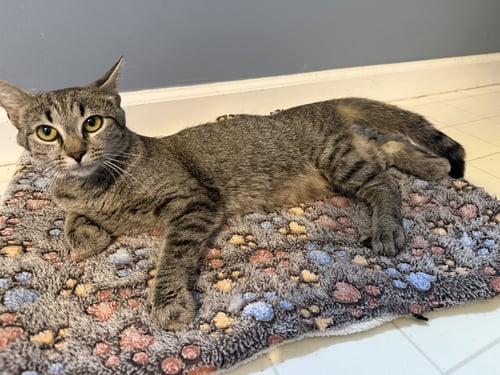 CARISSA - Tabby / Domestic Short Hair for adoption in Lexington