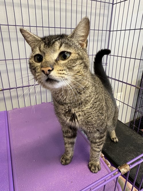 POSSUM (FS) - Tabby / Domestic Short Hair available for adoption