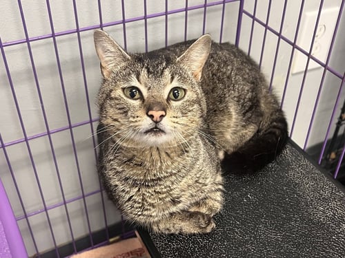 POSSUM (FS) - Tabby / Domestic Short Hair available for adoption