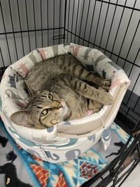 Milo - Photo 1