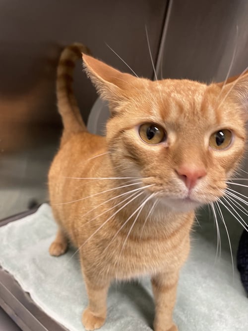 LEONARDO - Tabby / Domestic Short Hair available for adoption