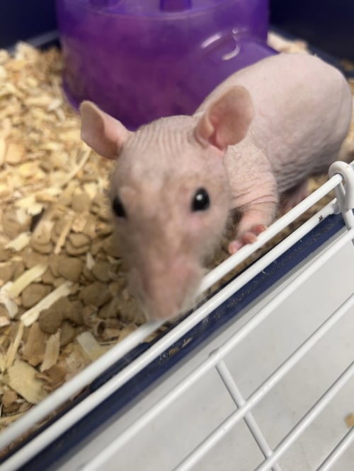 HEUBERT - Rat available for adoption