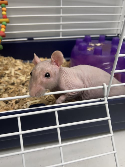 HEUBERT - Rat available for adoption