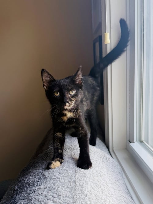 INDY - Tortoiseshell / Domestic Short Hair available for adoption