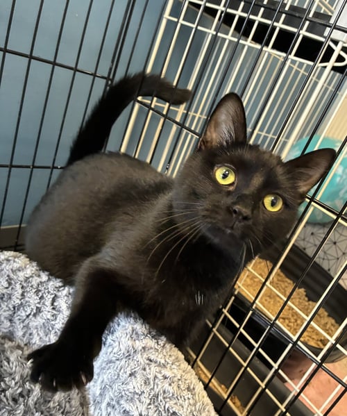 BITSY- MUST APPLY IN PERSON ! - Domestic Short Hair available for adoption