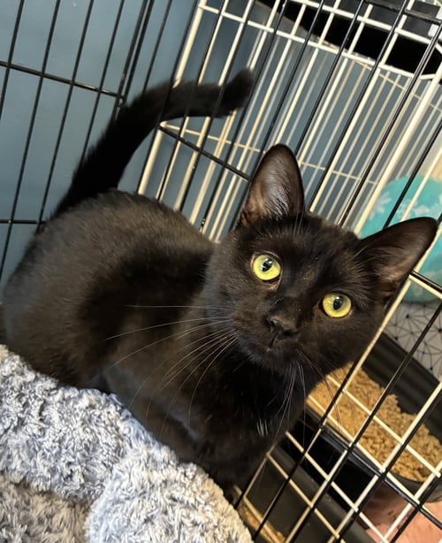 BITSY- MUST APPLY IN PERSON ! - Domestic Short Hair available for adoption