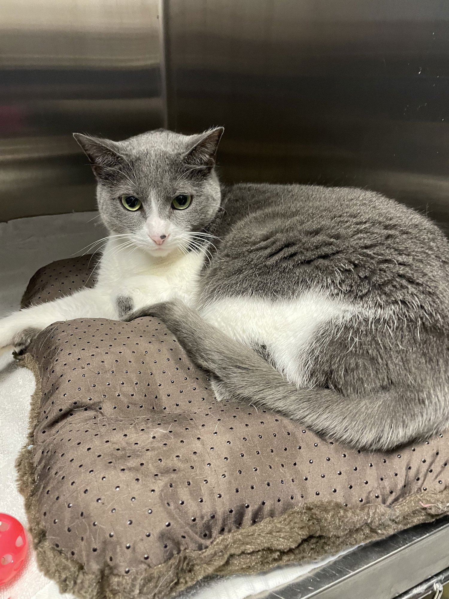 STORMI- MUST APPLY IN PERSON - Domestic Short Hair available for adoption