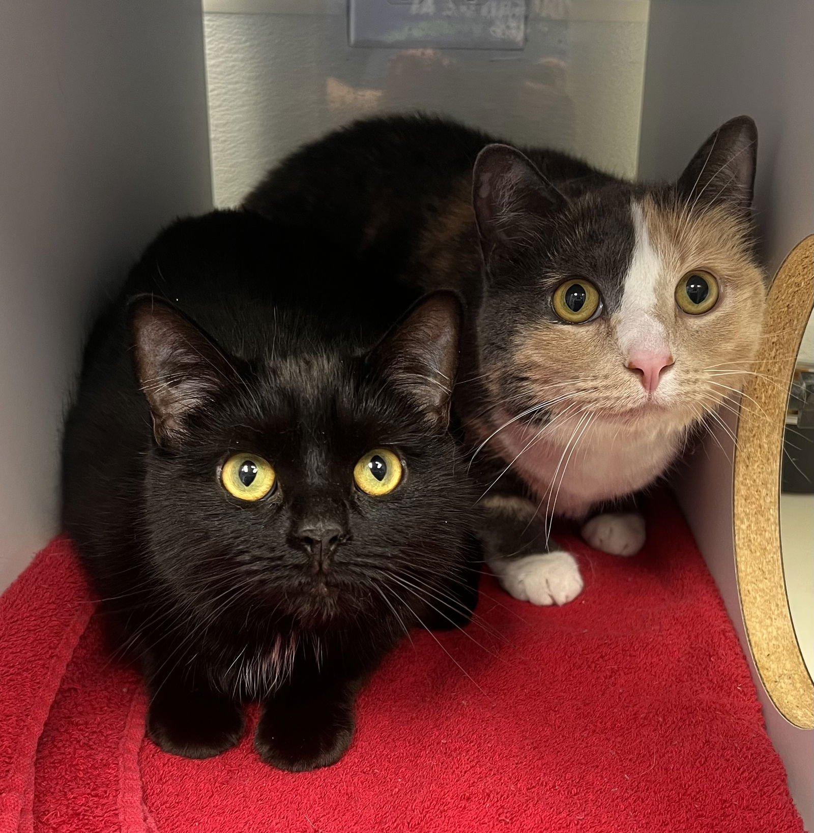 EMMA  - MUST APPLY IN PERSON - Domestic Short Hair available for adoption