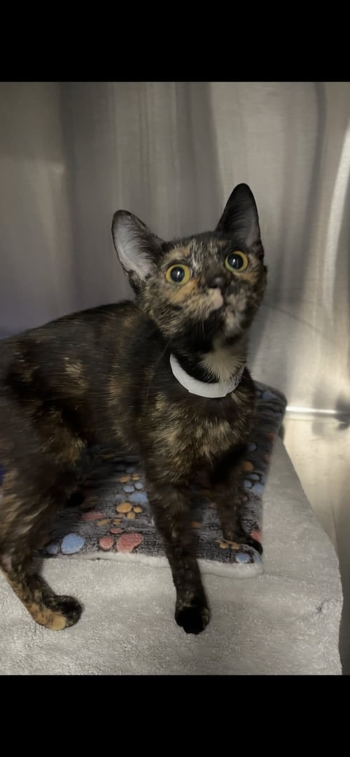 EVANGELINE - Tortoiseshell / Domestic Short Hair available for adoption