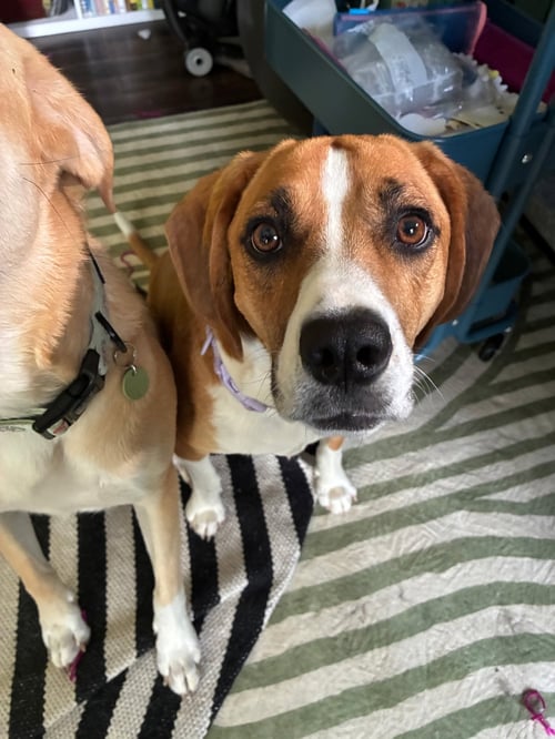 BERNADETTE - Beagle / Hound for adoption in Lexington