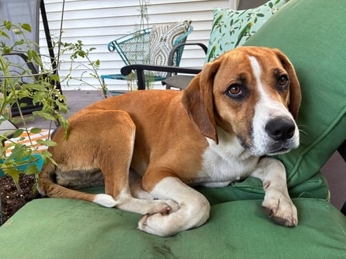 BERNADETTE - Beagle / Hound available for adoption