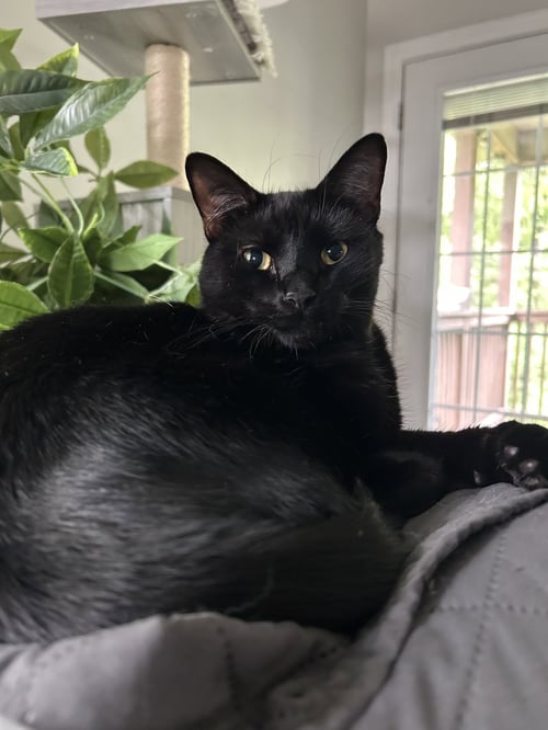 HOUDINI - Domestic Short Hair / Bombay for adoption in Lexington