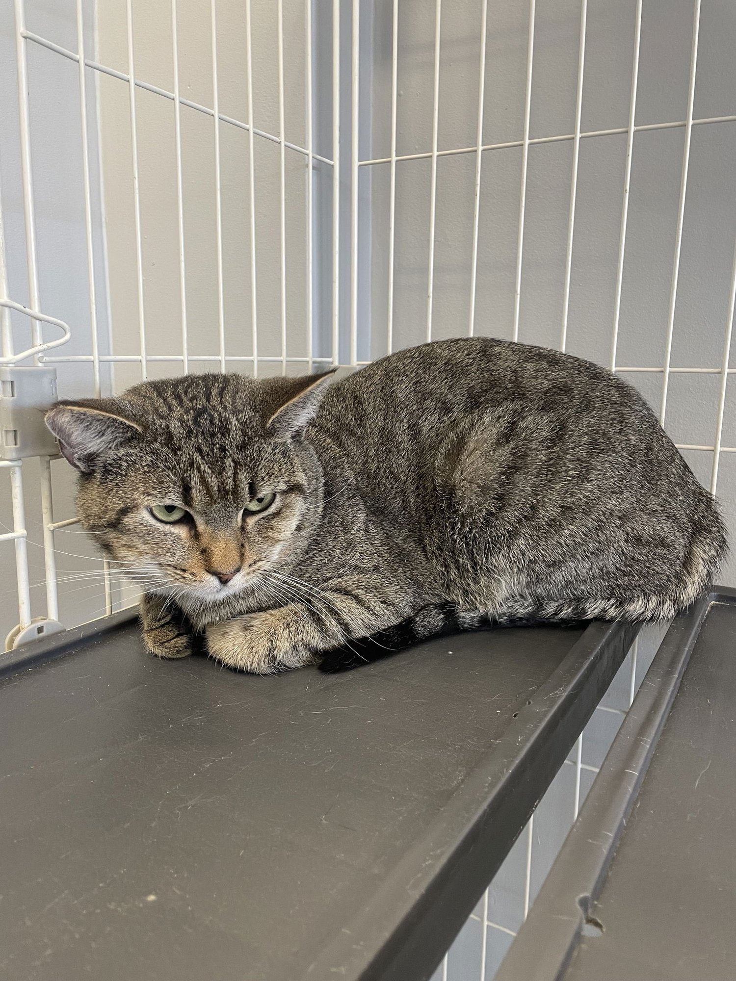 LITTLE RICKY - MUST APPLY IN PERSON ! - Tabby / Domestic Short Hair available for adoption