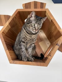 Gertie - Photo 1