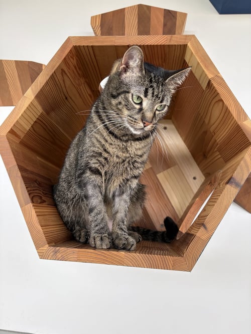 GERTIE - Tabby / Domestic Short Hair for adoption in Lexington