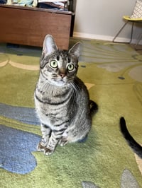 Gertie - Photo 10