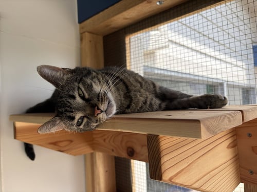 GERTIE - Tabby / Domestic Short Hair available for adoption