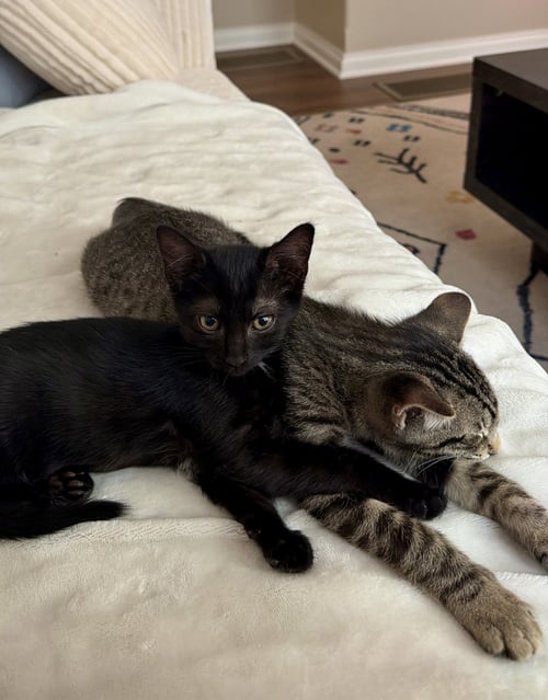 DIPSY - Domestic Short Hair available for adoption