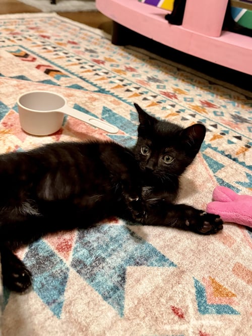 DIPSY - Domestic Short Hair available for adoption