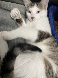 Tigger - Photo 1