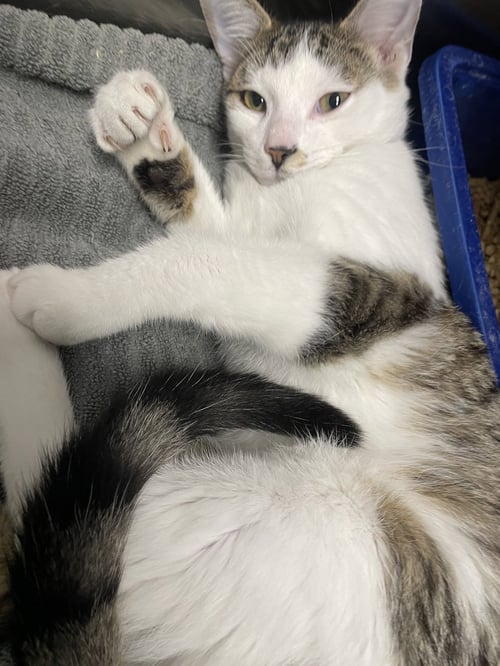 TIGGER - Tabby / Domestic Short Hair available for adoption