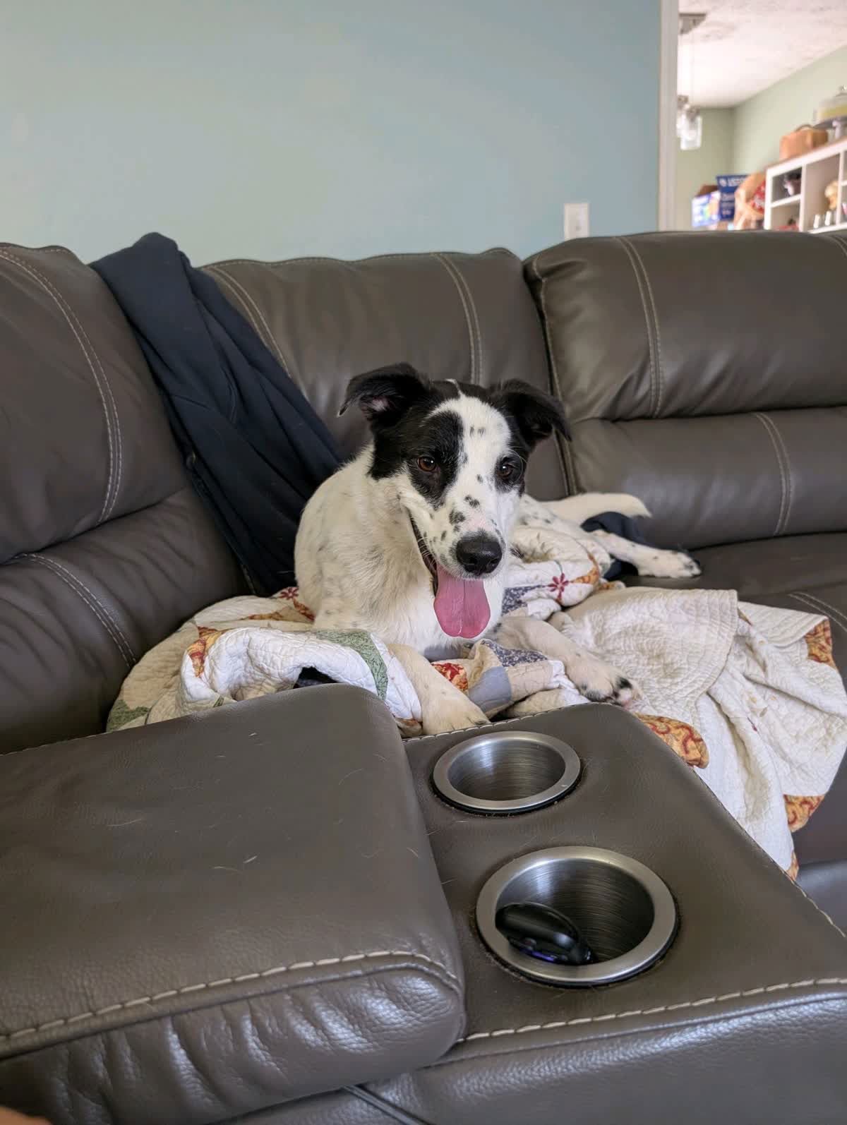 ARTIE - Australian Cattle Dog/Blue Heeler / Border Collie available for adoption