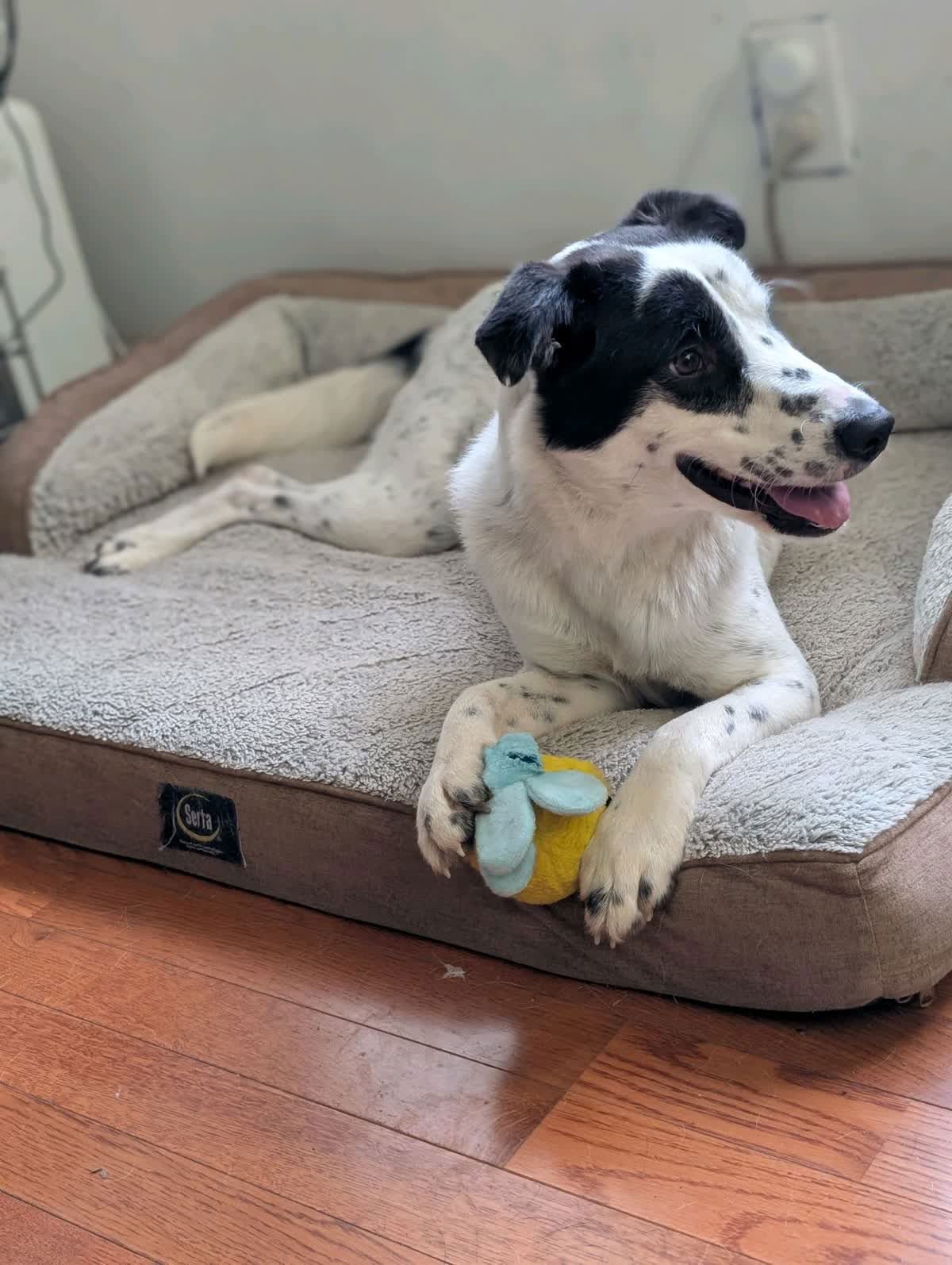 ARTIE - Australian Cattle Dog/Blue Heeler / Border Collie available for adoption