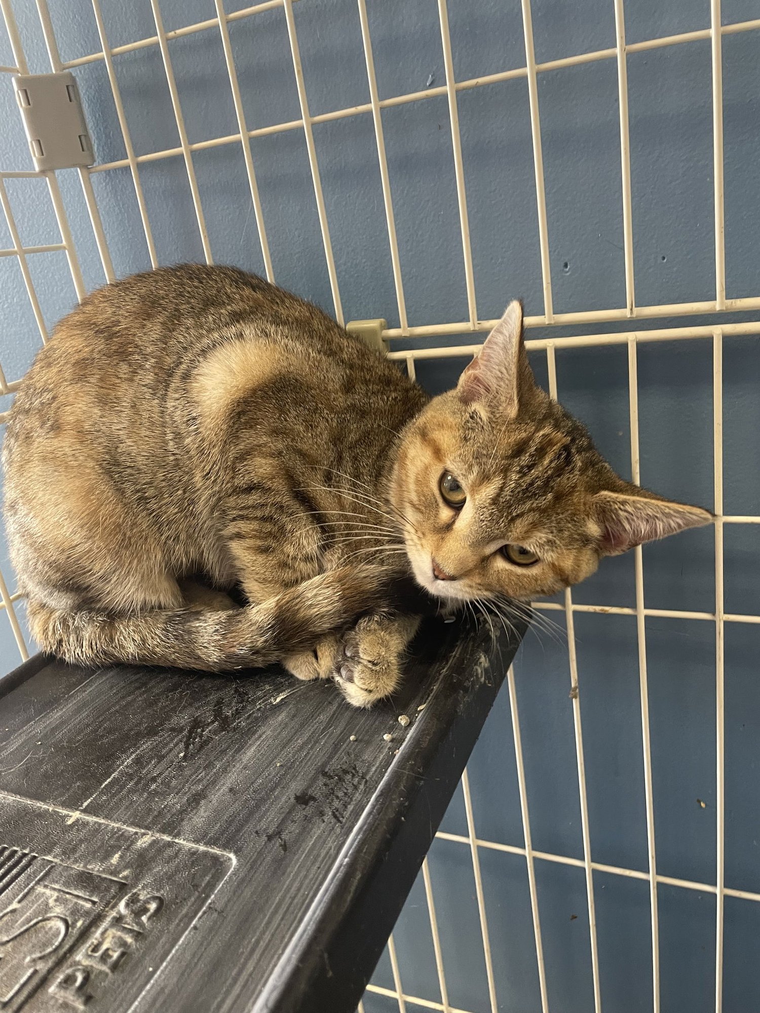 BUTTERCUP SQUASH - Tabby / Domestic Short Hair available for adoption