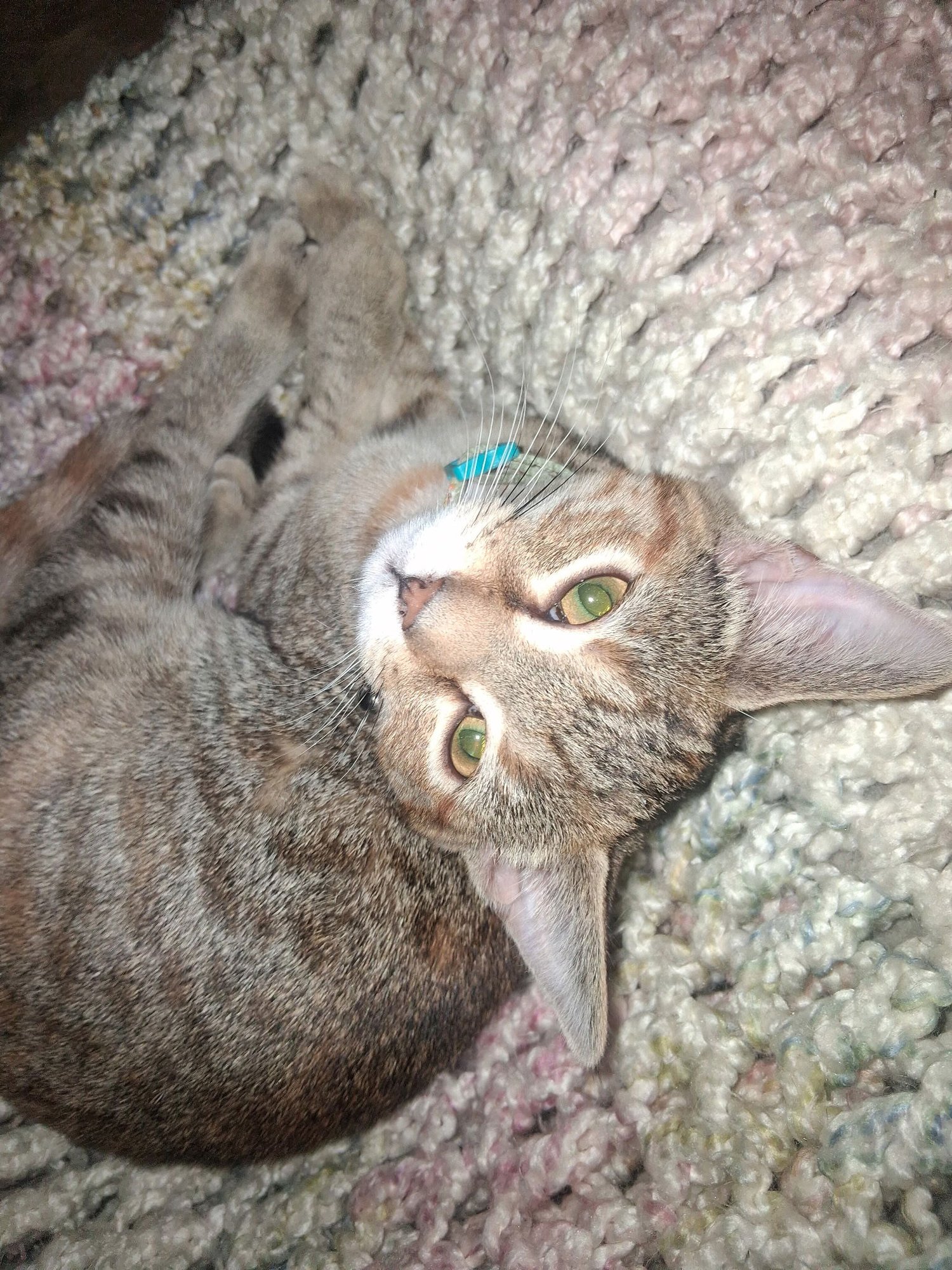 BUTTERCUP SQUASH - Tabby / Domestic Short Hair available for adoption