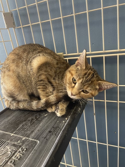 BUTTERCUP SQUASH - Tabby / Domestic Short Hair available for adoption