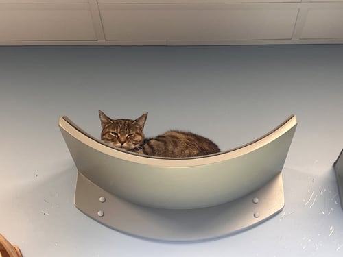 BUTTERCUP SQUASH - Tabby / Domestic Short Hair available for adoption