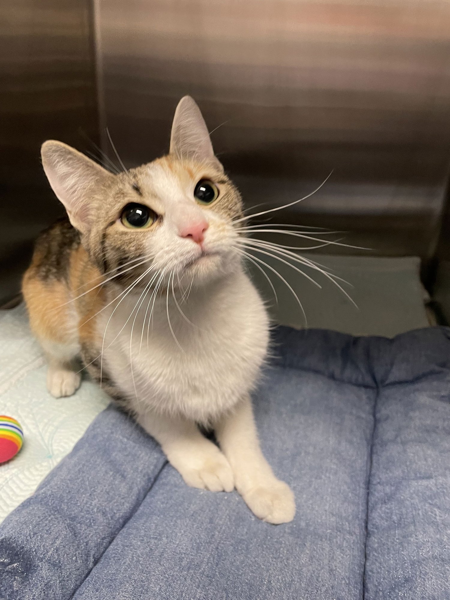 JANE AUSTEN - Calico / Domestic Short Hair available for adoption