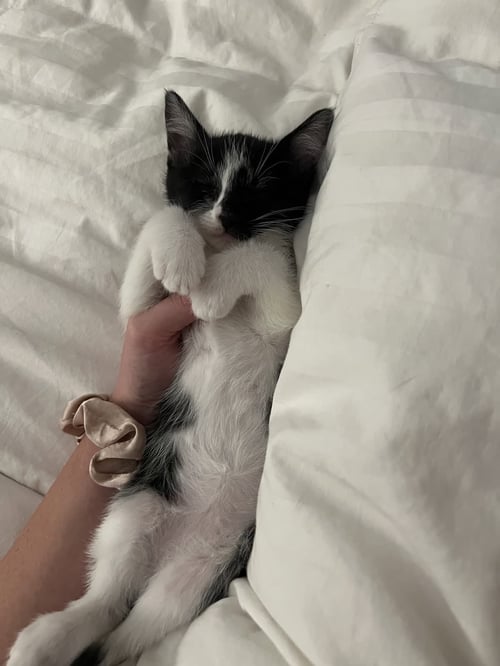 DIXIE - Tuxedo / Domestic Short Hair for adoption in Lexington