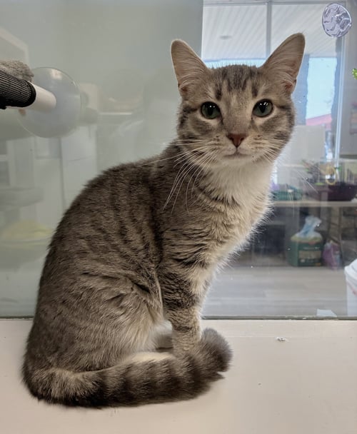 TITO'S - Tabby / Domestic Short Hair available for adoption