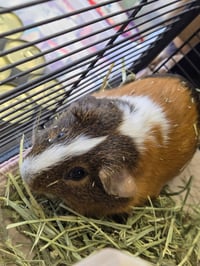 Cappy - Photo 1