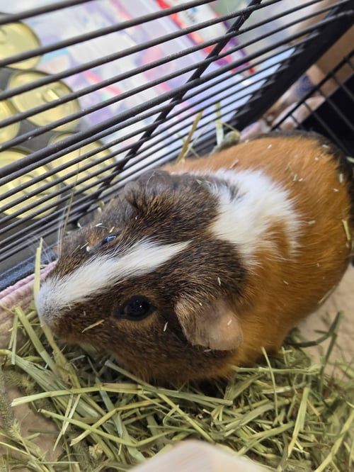 CAPPY - Guinea Pig available for adoption