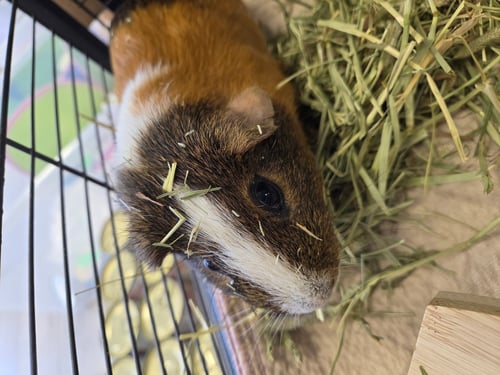 CAPPY - Guinea Pig available for adoption