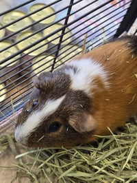Cappy - Photo 3
