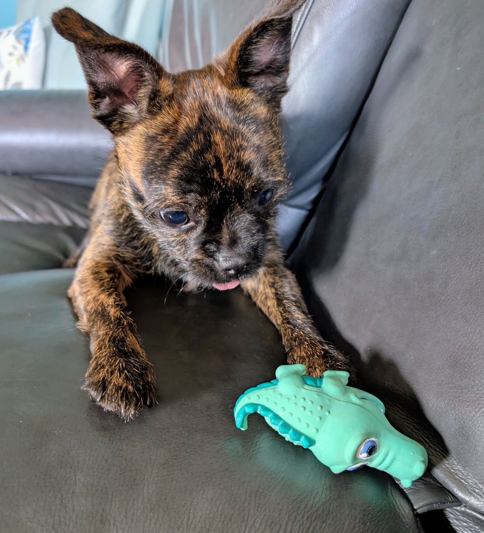 LOUIS VUITTON - Boston Terrier / Brussels Griffon available for adoption