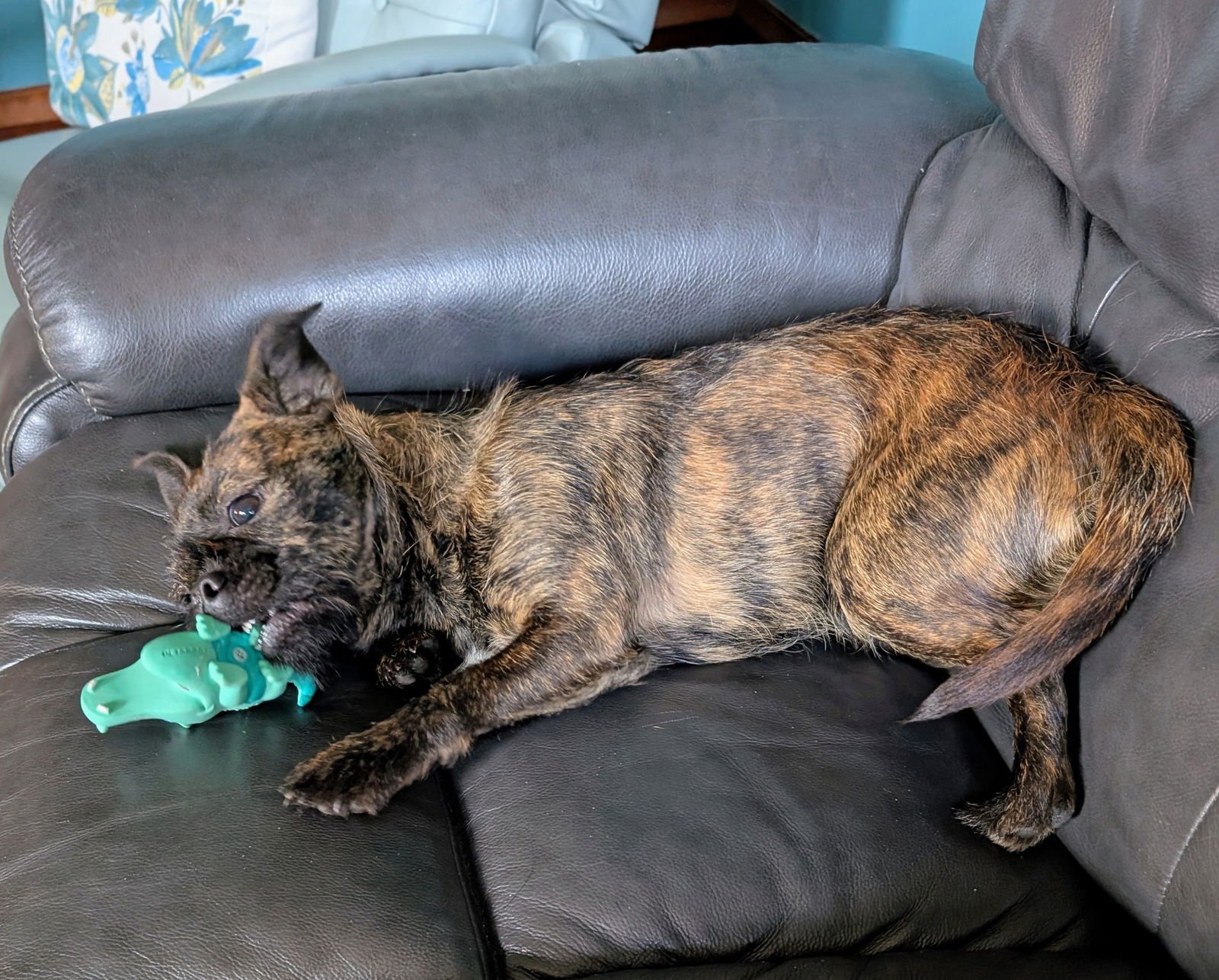 LOUIS VUITTON - Boston Terrier / Brussels Griffon available for adoption