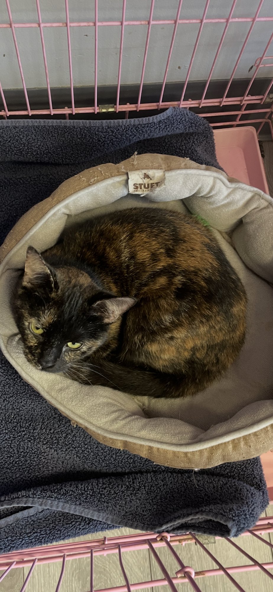 CRYSTAL - MUST APPLY IN PERSON ! - Tortoiseshell / Domestic Short Hair available for adoption