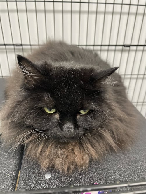 SHADOW - Domestic Long Hair / Domestic Short Hair available for adoption
