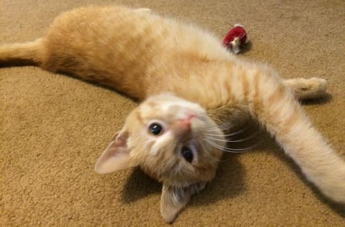 MAGENTA - Tabby / Domestic Short Hair available for adoption