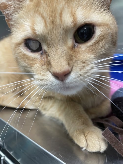MAGENTA - Tabby / Domestic Short Hair available for adoption