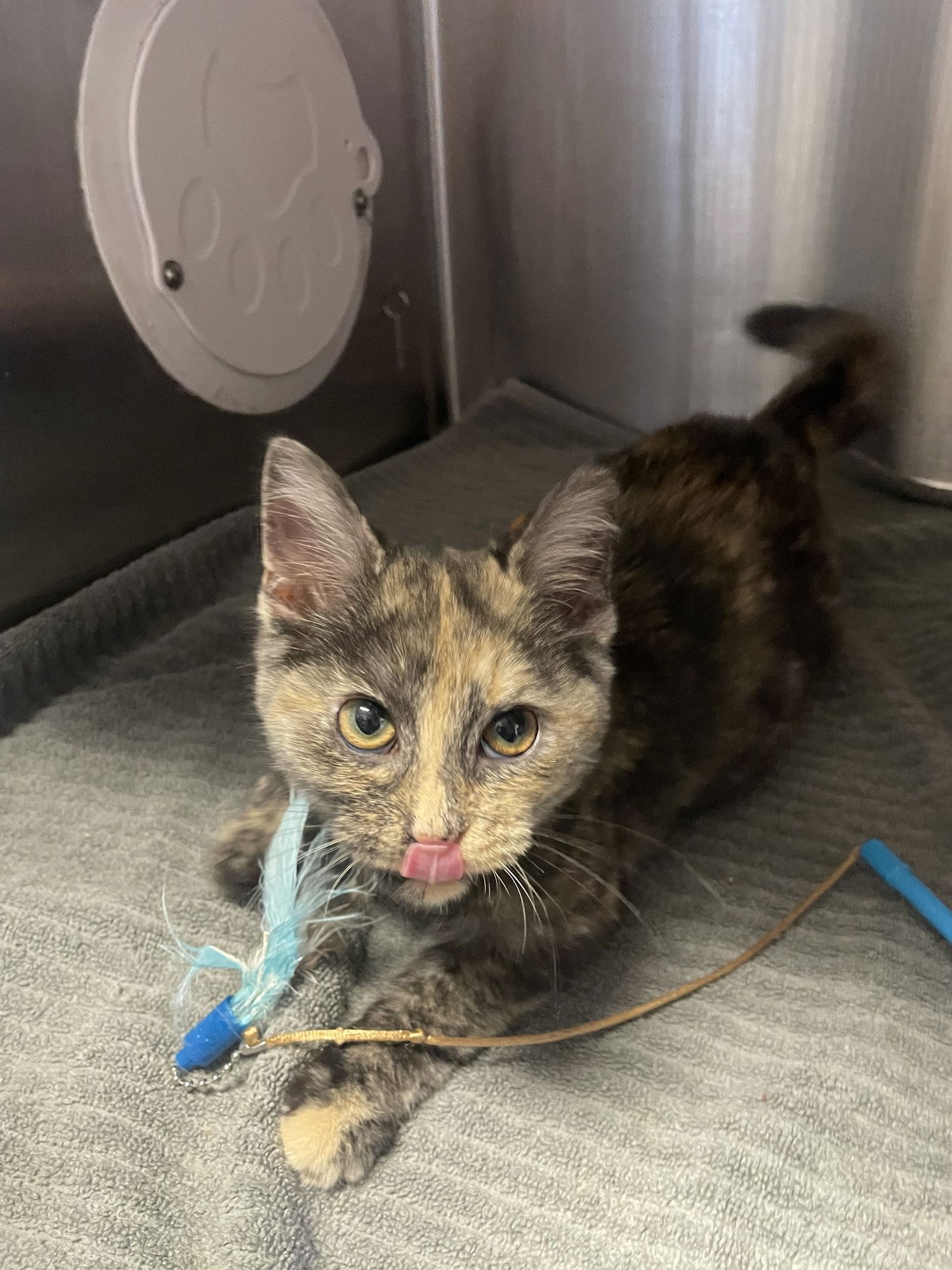 FLANNERY - Tortoiseshell available for adoption