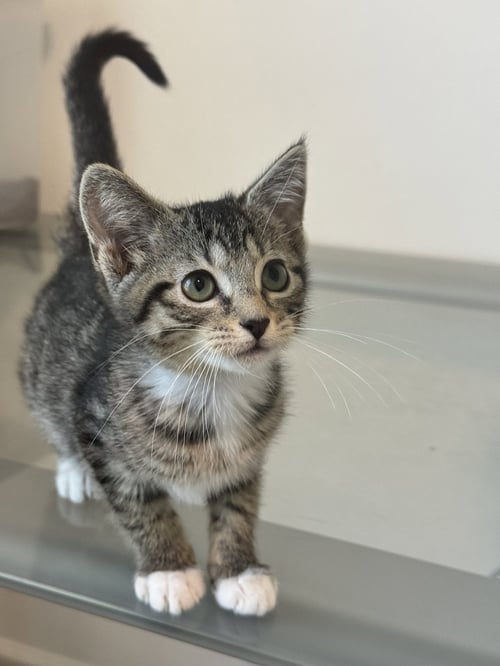 SESAME - Tabby / Domestic Short Hair for adoption in Lexington