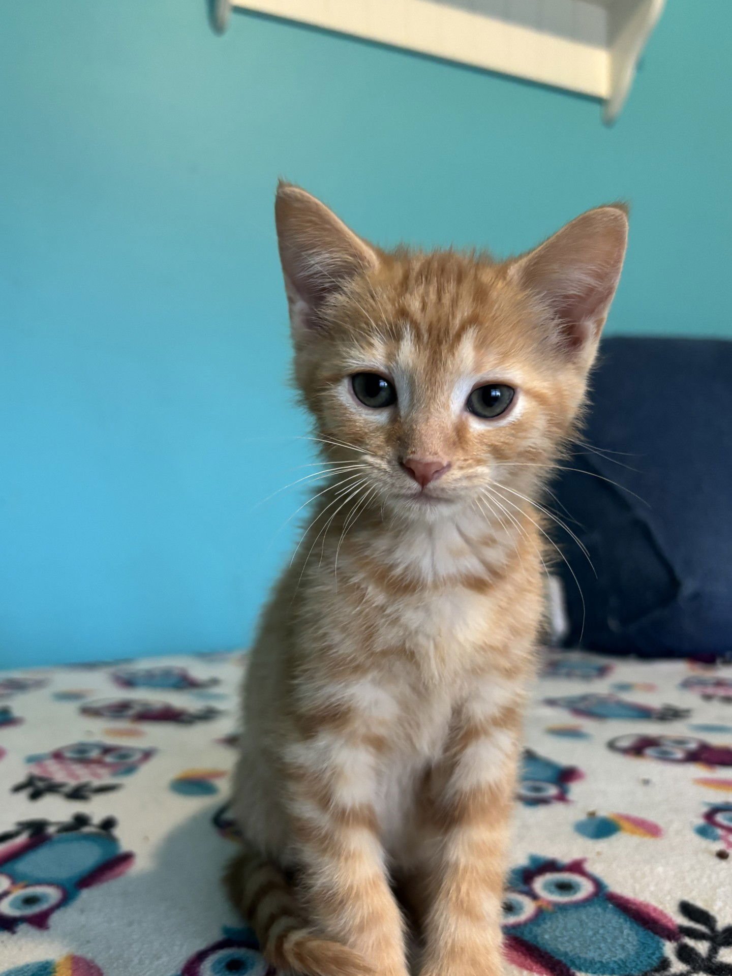 BASH - Tabby / Domestic Short Hair available for adoption