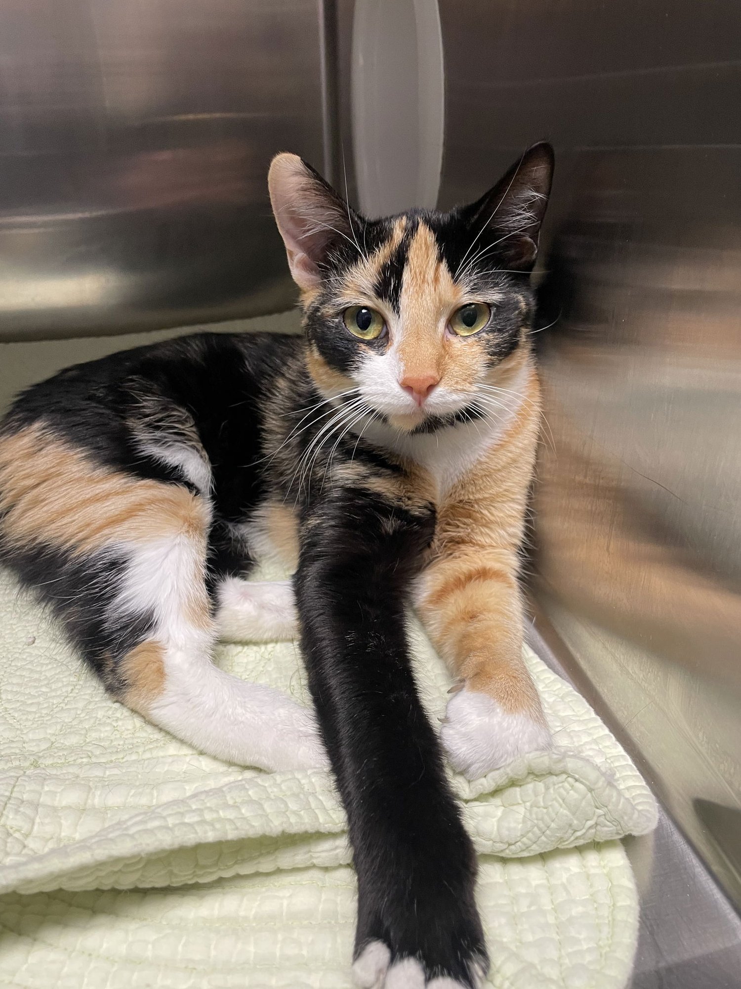 PLATH - Manx / Calico available for adoption